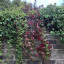 ealing-path.jpg