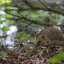 hanwell-hedgehog-james-morton-1024-x-684.jpg