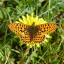 2014-05-04-haugh-wood-171.jpg