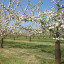 mature-orchard.jpg