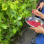 picking-raspberries.jpg