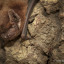 wildlifetrusts-40332607646-tom-marshall.jpg