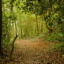 woodland-path.jpg