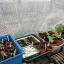 seedlings.jpg