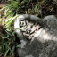 sarahs-grave.jpg