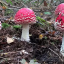 fly-agaric-toftshaw-pit-hill-2018.jpg