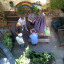 gardening-at-isledon-road.jpg