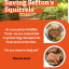 saving-sefton-s-squirrels.png