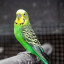 budgie.jpg