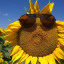 funflower.jpg