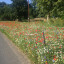 wild-flowers.jpg