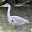 rs-2235-crane-park-island-credit-sam-downie-5.jpg