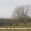 hedge-processiono.jpg