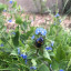 bee.jpg