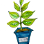plant.png