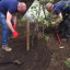 plantingappletree.jpg