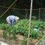 peace-boat-garden-june-2012-gardener-540-x-370.jpg