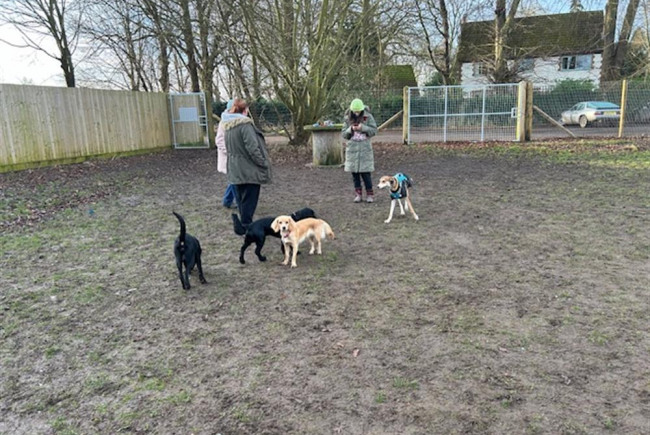 Dog play paddock and exercise area