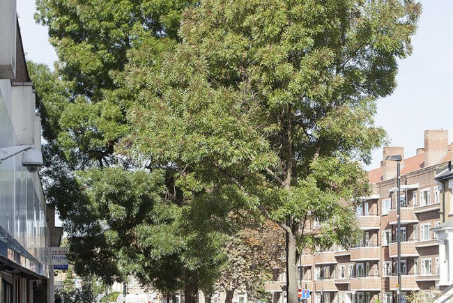 Learn about Londons street trees