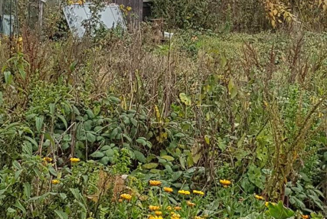 Community Garden and wildlife corner