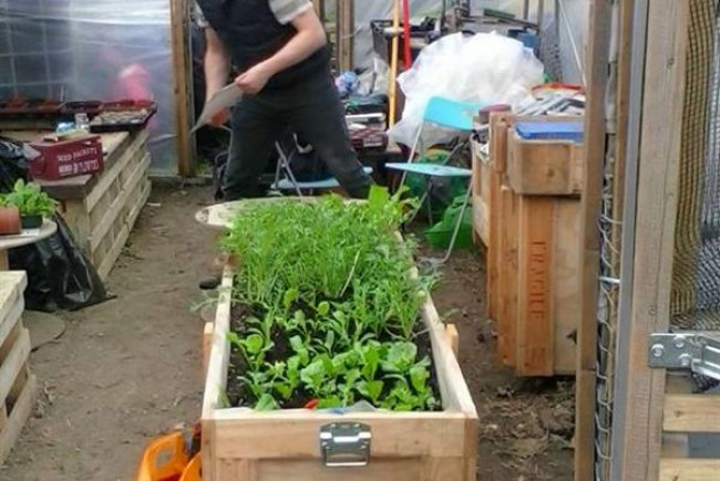 Food growing in the park