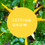 Letting Grow