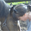 Horses for Causes
