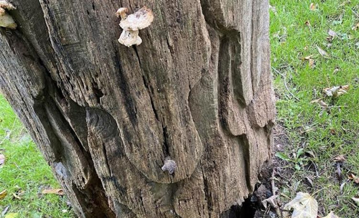 Image 5 of 8