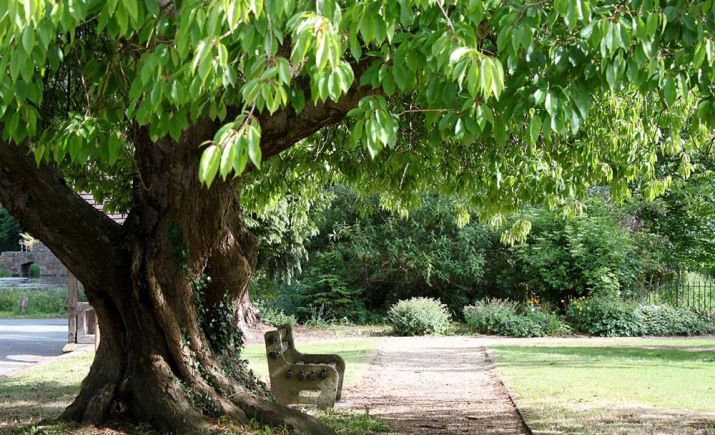 cherry-and-bench.jpg