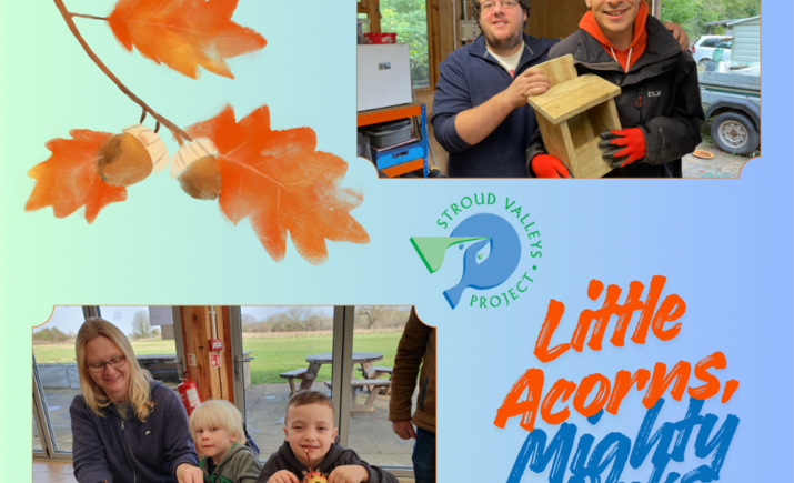 little-acorns.png