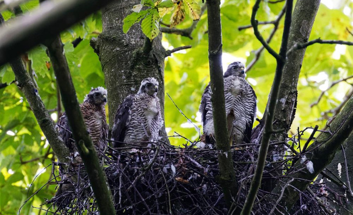 Image 10 of 19