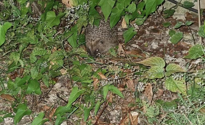 Image 4 of 5
