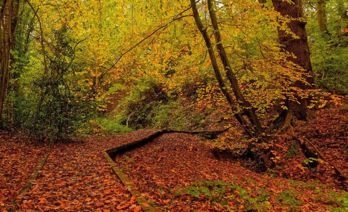autumn-colours.jpg