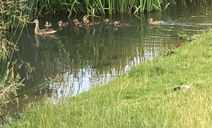 Image 13 of 20