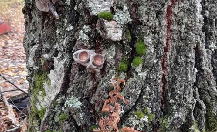 Image 7 of 11
