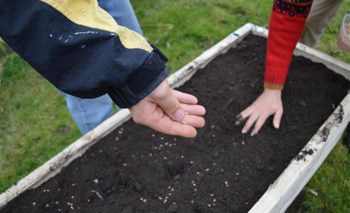 1-sowing.jpg