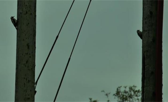 Image 9 of 16