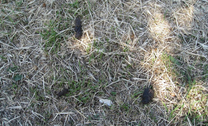 Image 6 of 21