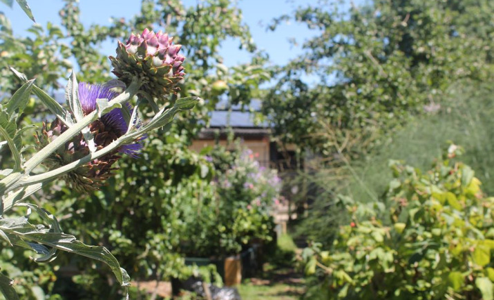 veg-garden-view.jpg