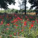 Wild flowering of Long Newnton Verges
