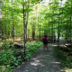 Woodland health project