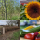 Save Babbinswood Farm