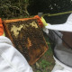 Beaumont Leys Project Bees