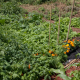 Renovation of Community Garden