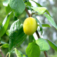 TYS2 - Southall Orchard Project