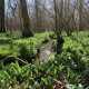 Help Restore & Regenerate Conduit Woods