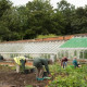 Community Food Growing at Bedfords Park