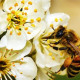 HESWALL Firestation Pollinator Garden