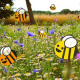 Bees, Blooms & Butterflies on Rimrose