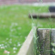 Growing our Forest Garden at Mosspits 